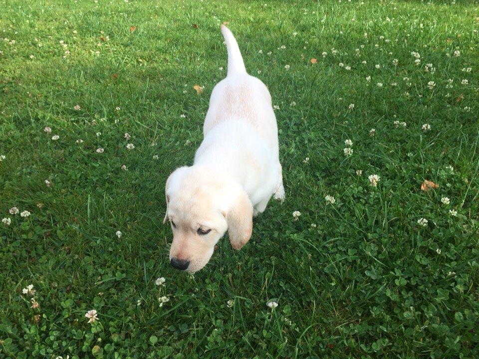 Labrador retriever Victor<3 - nydelig duft😎😘 billede 44