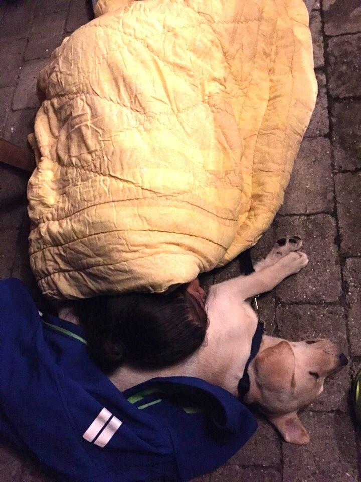 Labrador retriever Victor<3 - sover sammen😍😴 billede 26