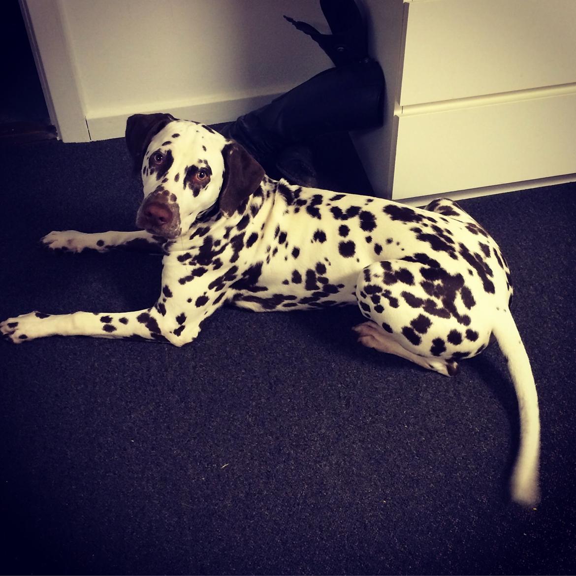 Dalmatiner Cody billede 27