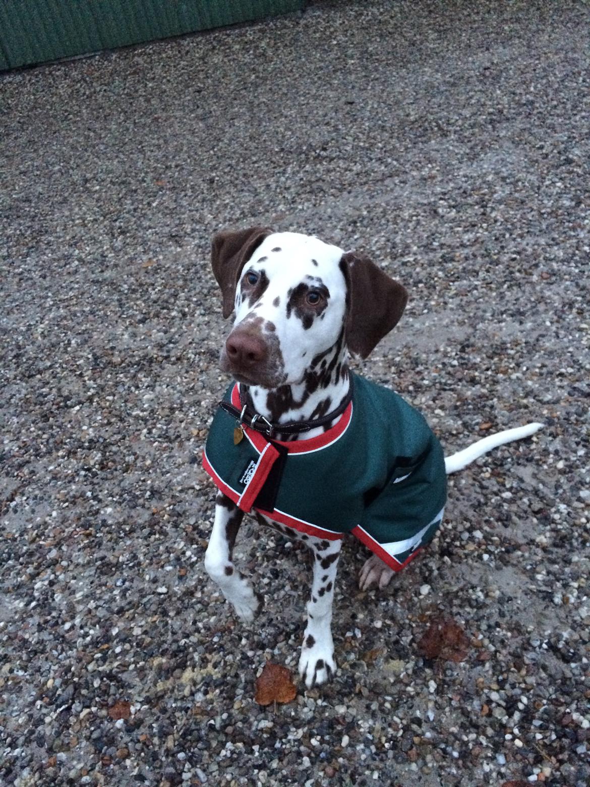 Dalmatiner Cody billede 28