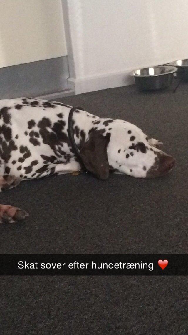 Dalmatiner Cody billede 29