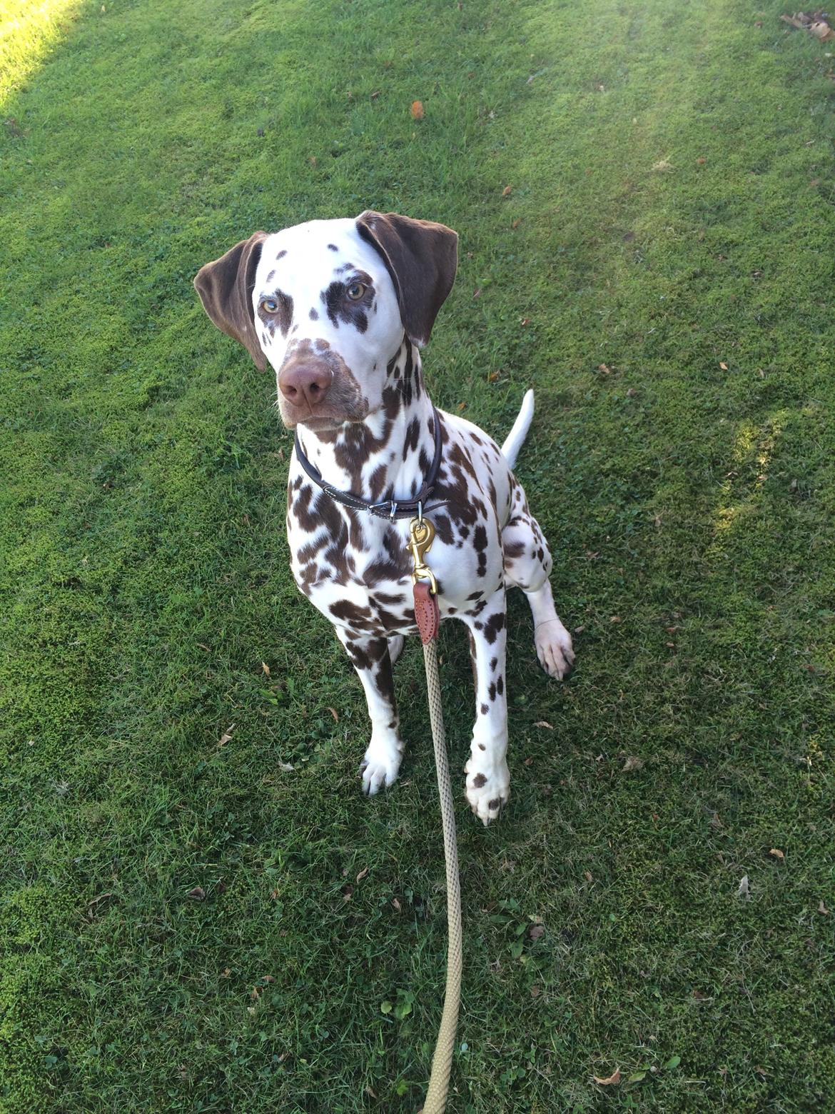 Dalmatiner Cody billede 30