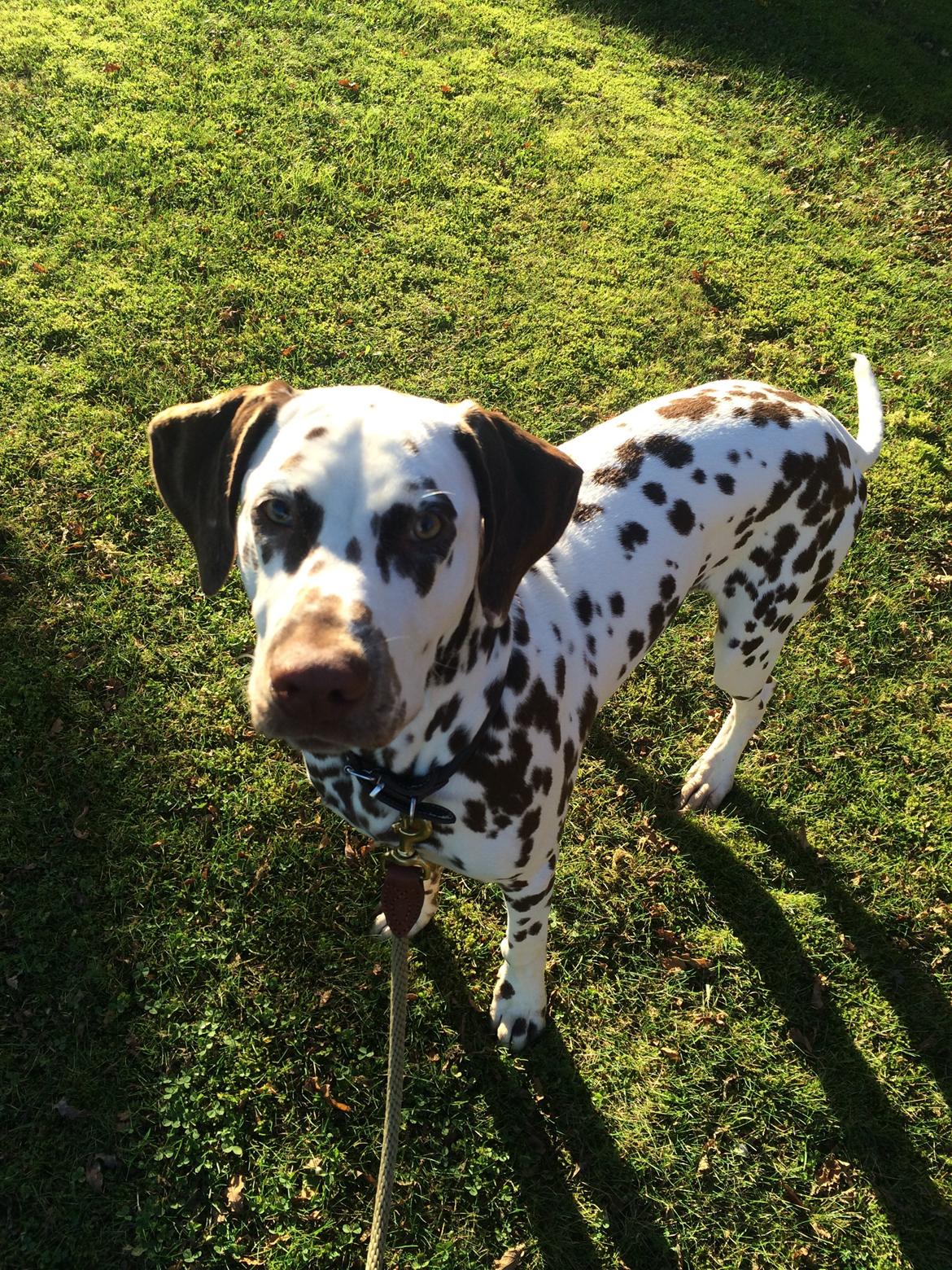 Dalmatiner Cody billede 31