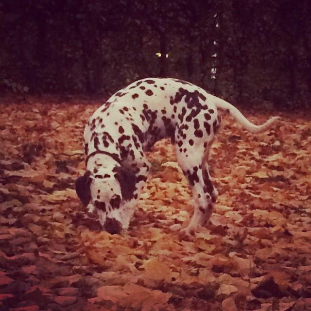 Dalmatiner Cody billede 26