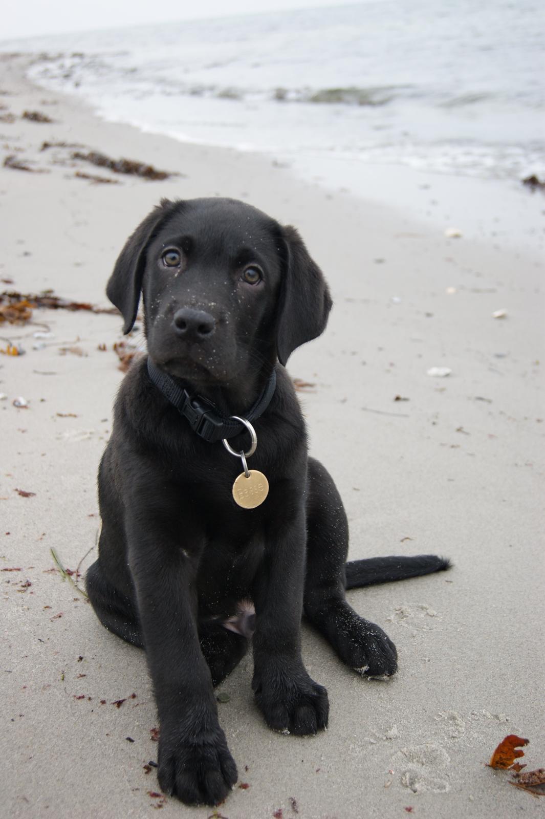 Labrador retriever Basse billede 2