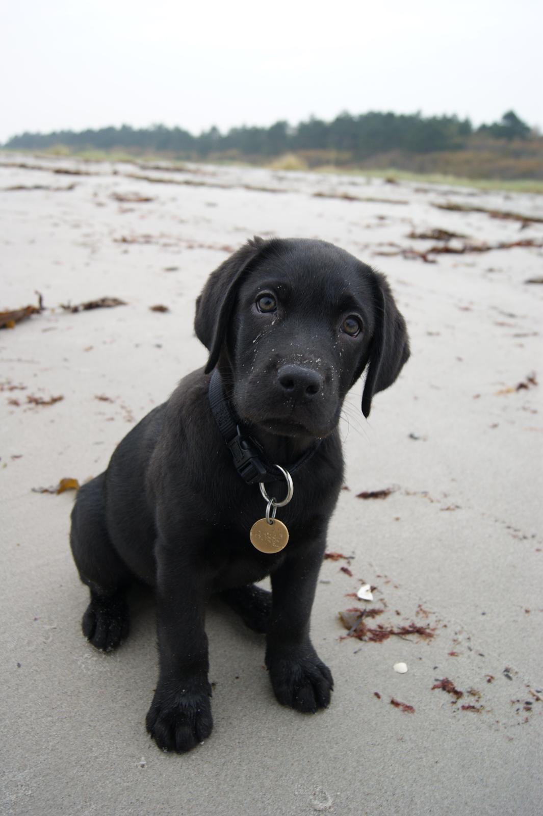 Labrador retriever Basse billede 3