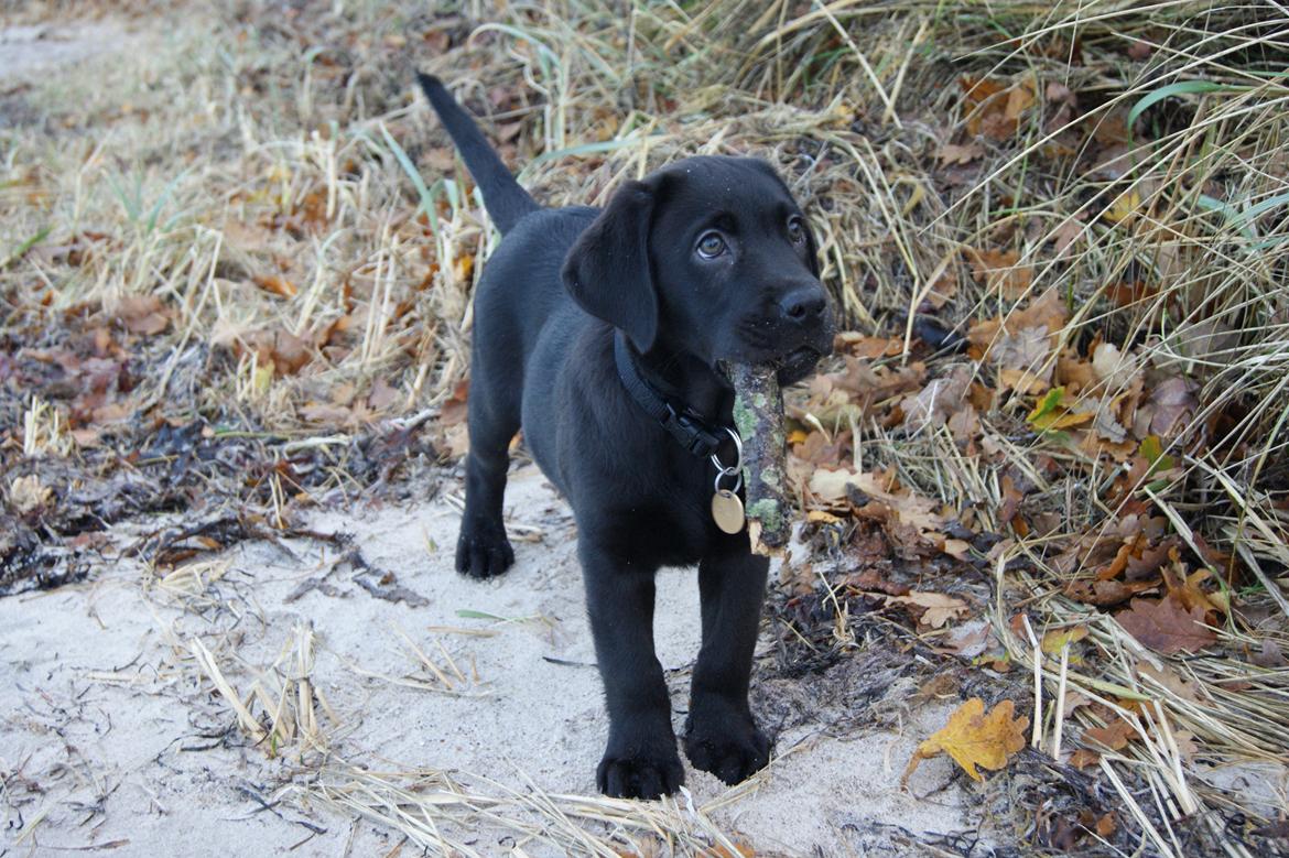 Labrador retriever Basse billede 4