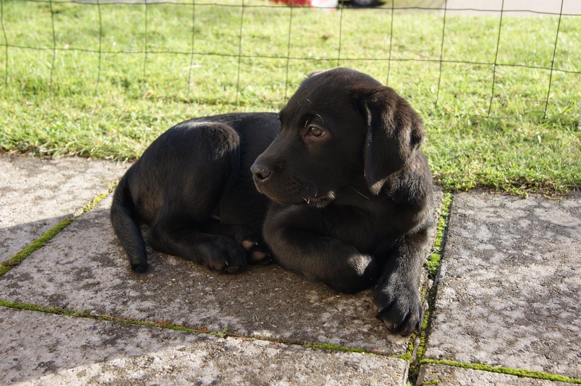 Labrador retriever Basse billede 8