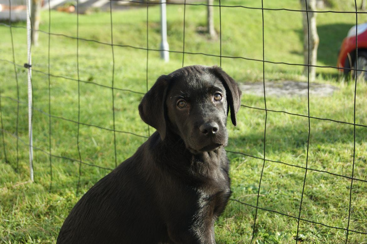 Labrador retriever Basse billede 6