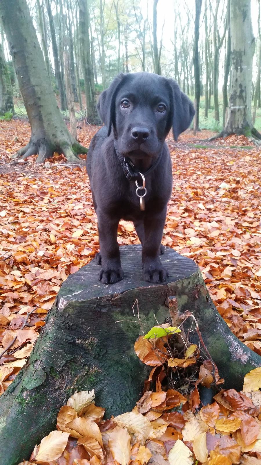 Labrador retriever Basse billede 7