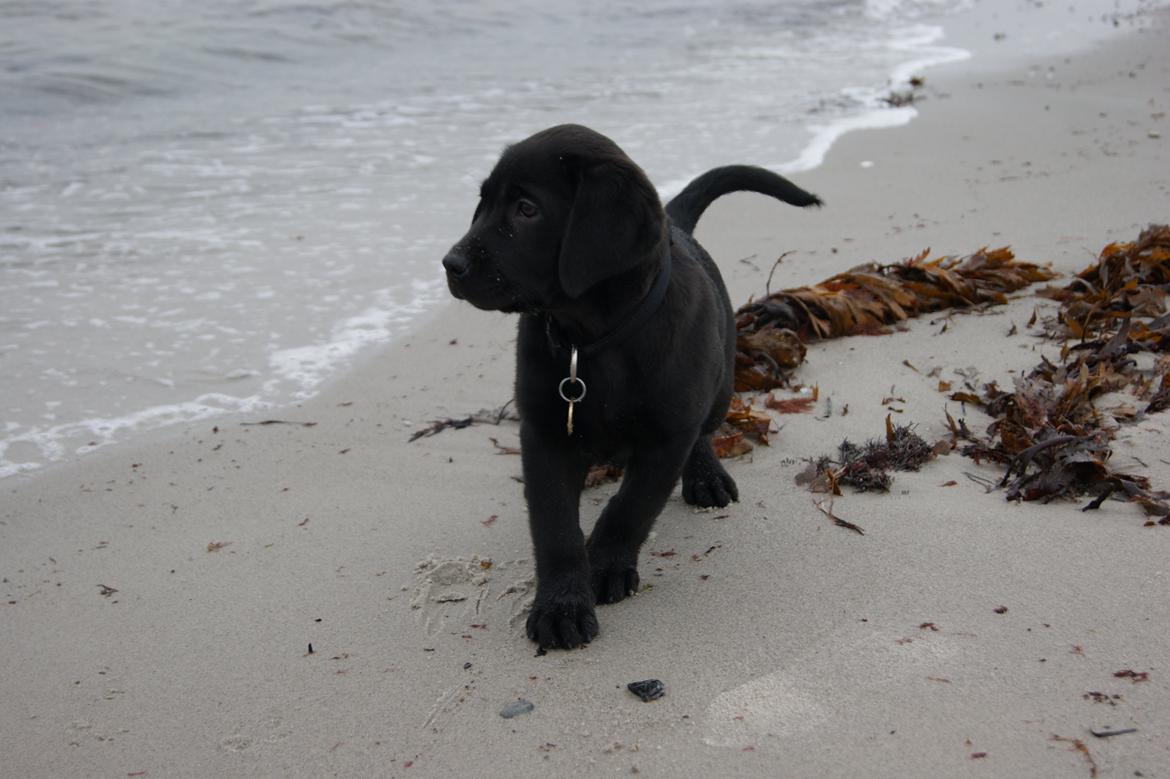 Labrador retriever Basse billede 9