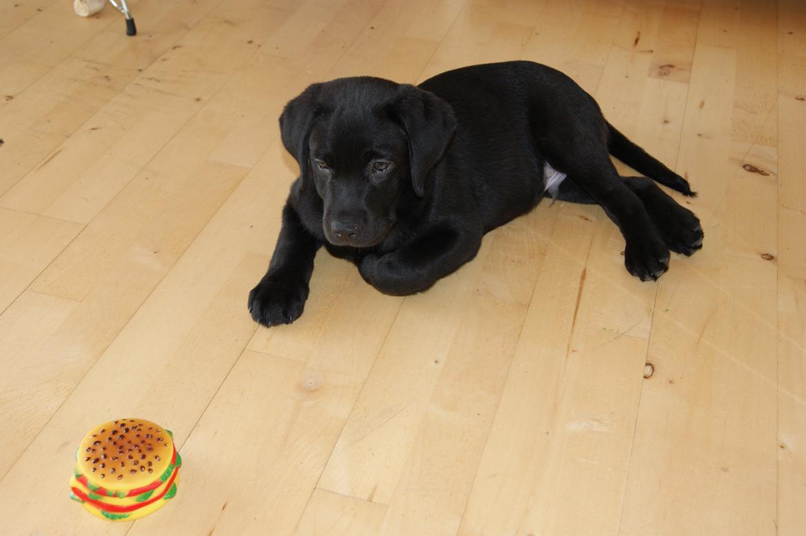 Labrador retriever Basse billede 5