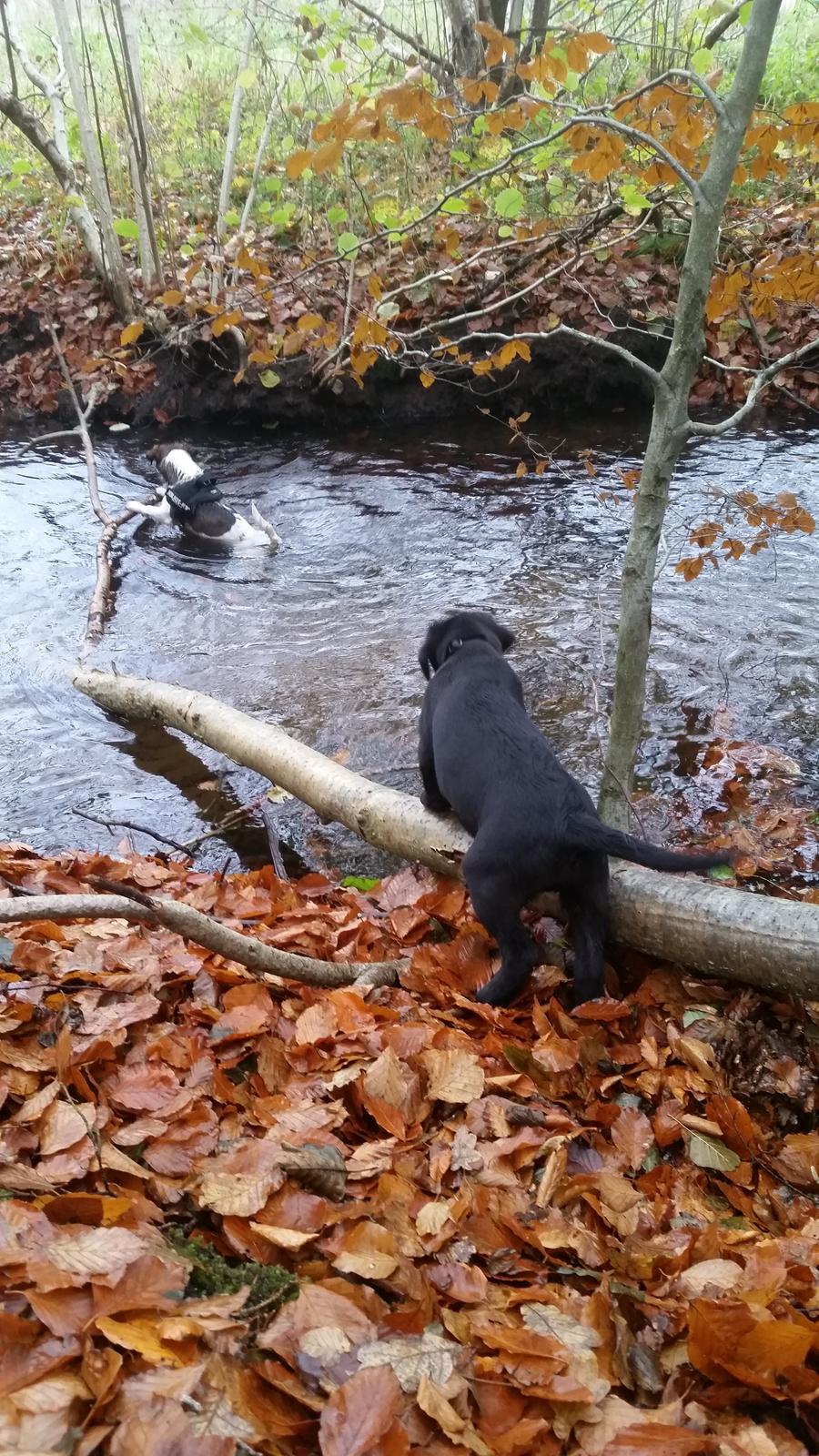 Labrador retriever Basse billede 10