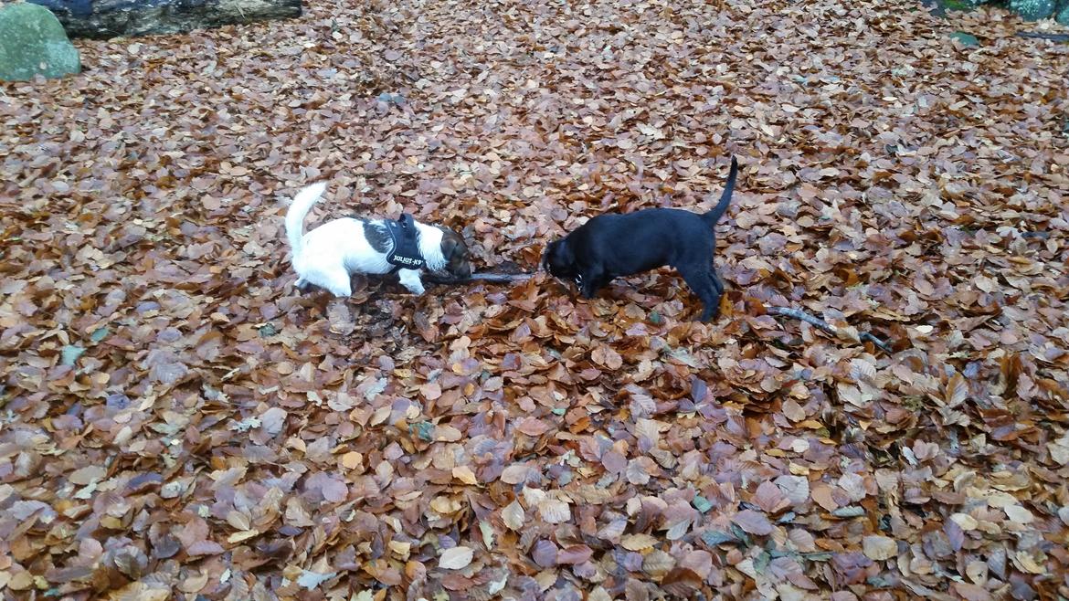 Labrador retriever Basse billede 11