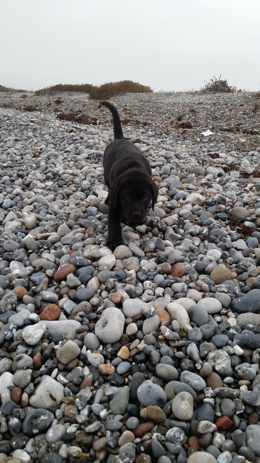 Labrador retriever Basse billede 12