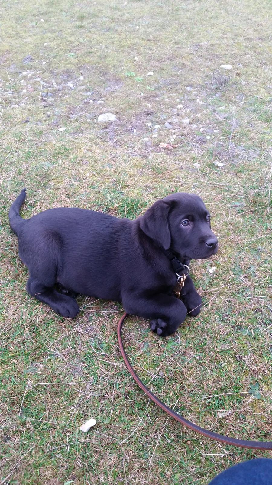 Labrador retriever Basse billede 13