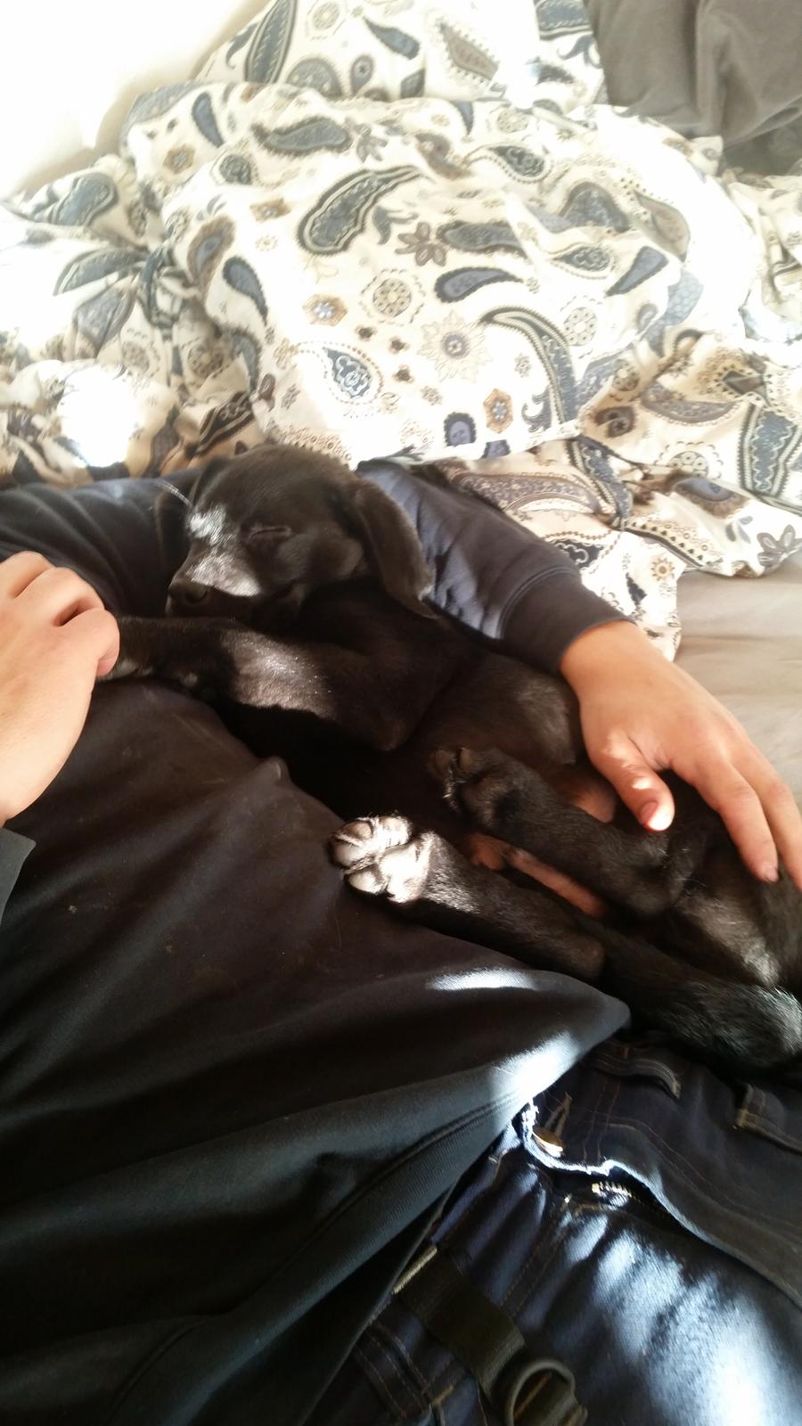 Labrador retriever Basse billede 14