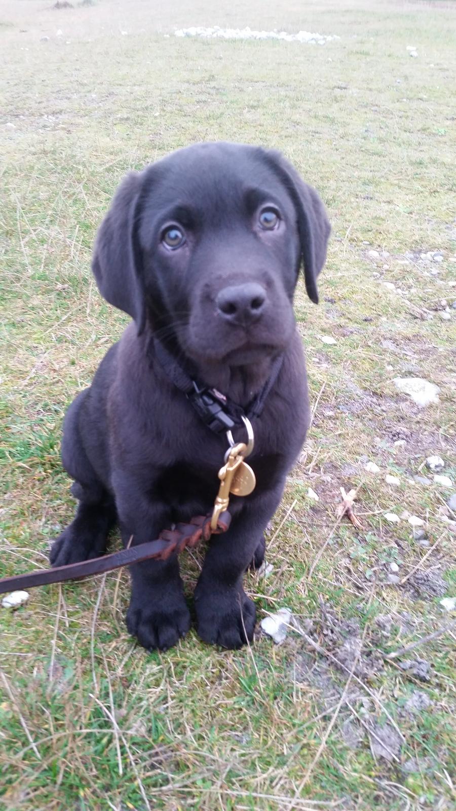 Labrador retriever Basse billede 15