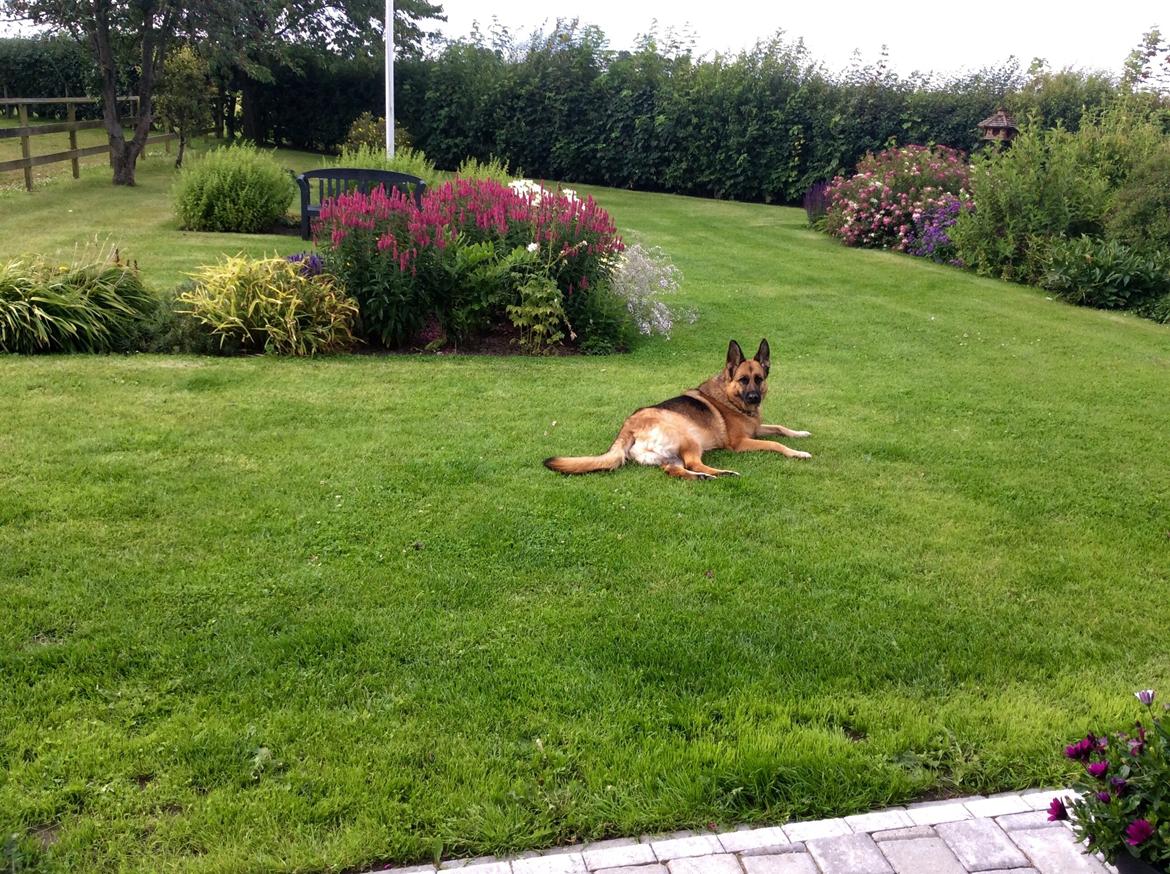 Schæferhund Hekami Tøsen  - Ligger lige her og slapper af på græsset :)  billede 3