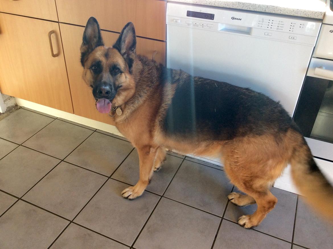 Schæferhund Hekami Tøsen  - Venter på en godbid :D :) billede 7