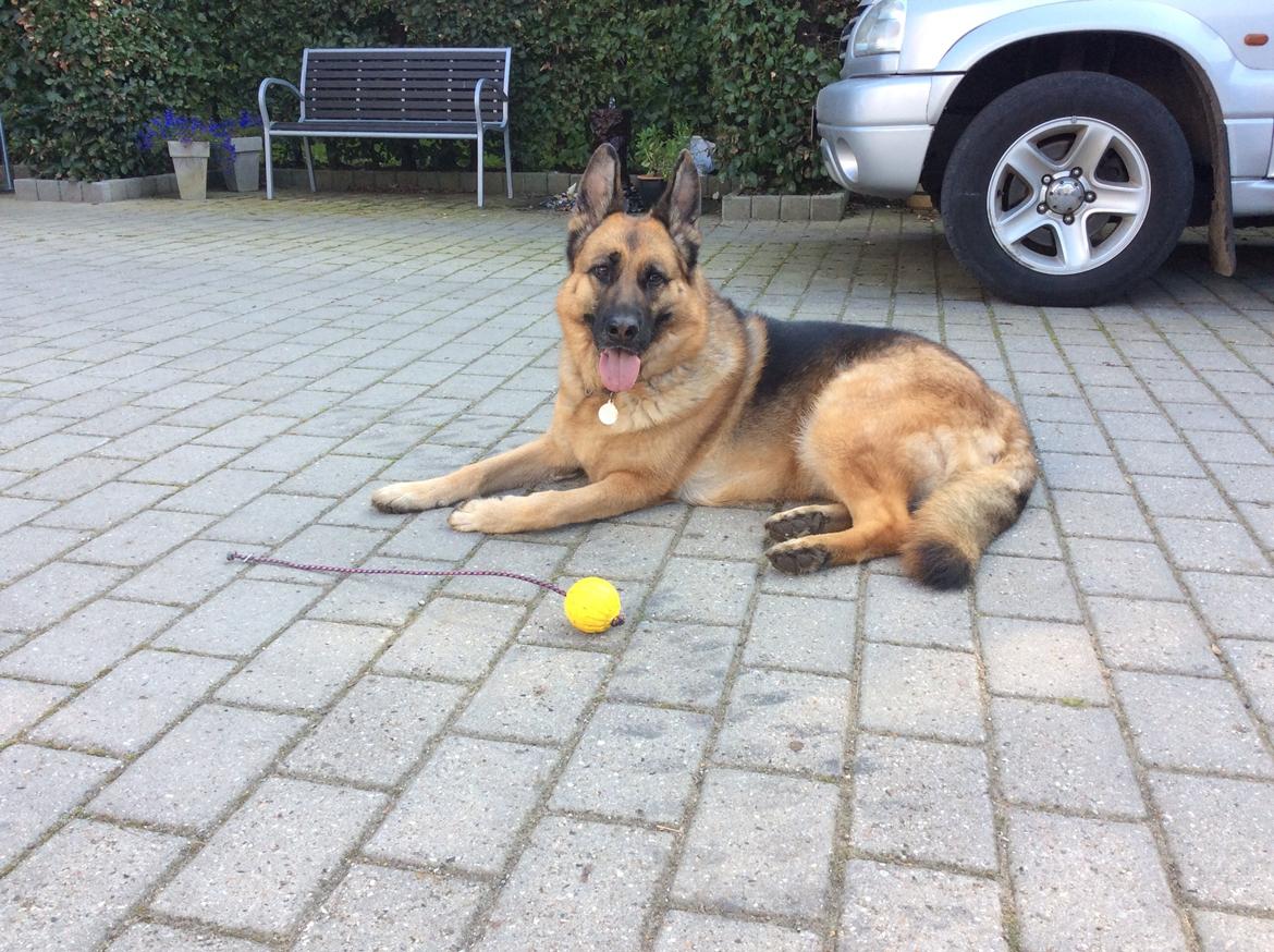 Schæferhund Hekami Tøsen  - Slapper af med min ynglingsbold :) billede 11