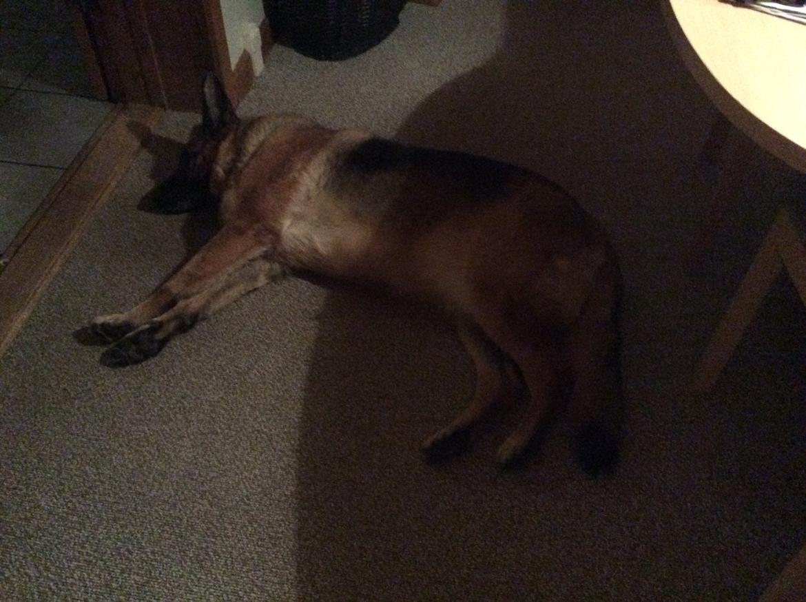 Schæferhund Hekami Tøsen  - Faldte død om midt på gulvet midt i det hele :D  billede 12