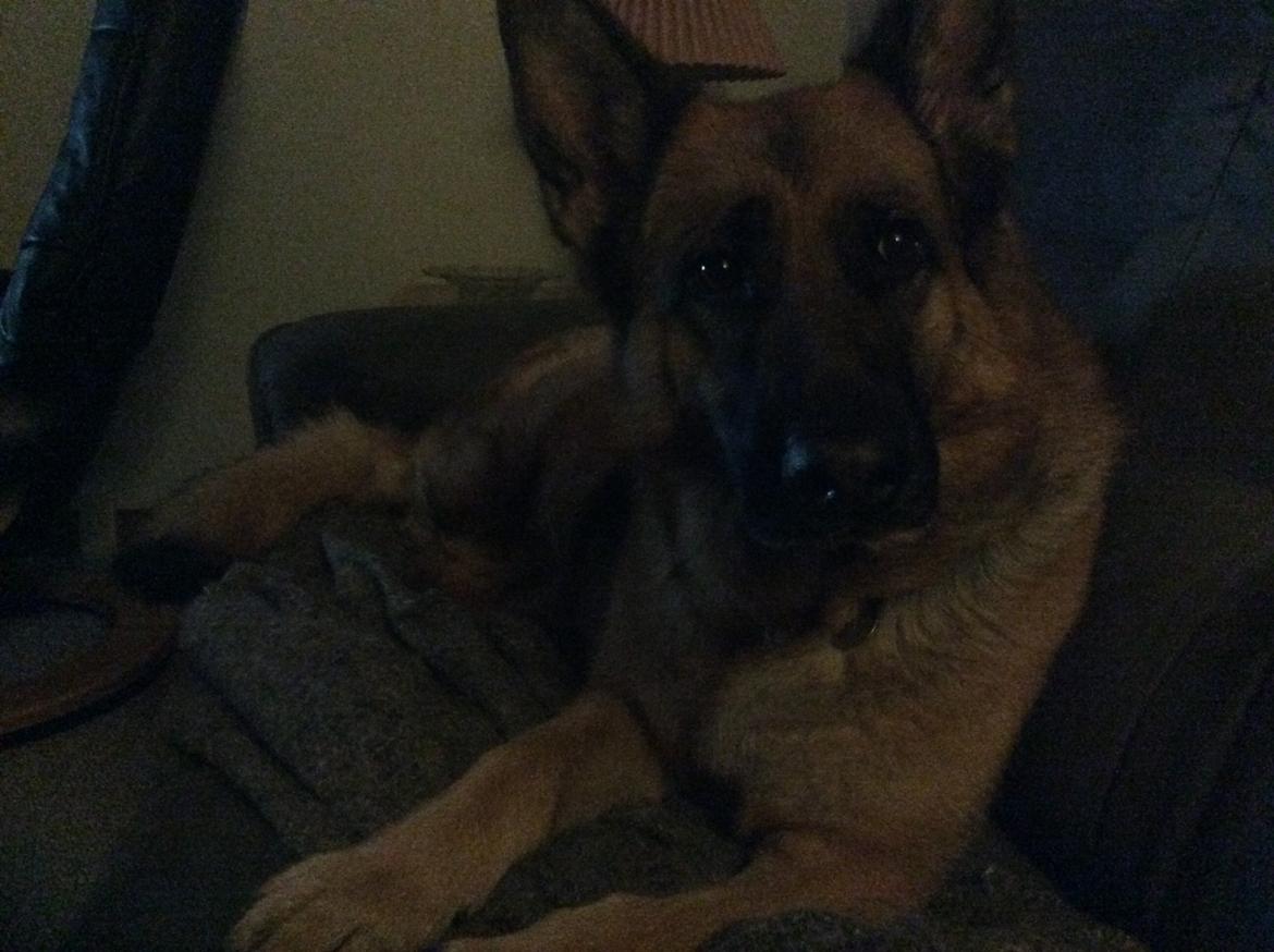 Schæferhund Hekami Tøsen  - Hygger i sofaen <3  billede 14