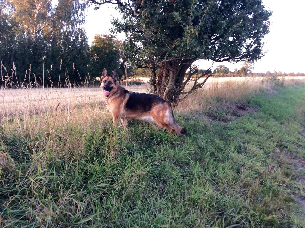 Schæferhund Hekami Tøsen  - Var på lang gå tur med min familie <3 billede 17