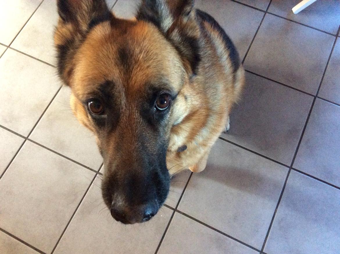 Schæferhund Hekami Tøsen  - Nærbillede 🙊 billede 20