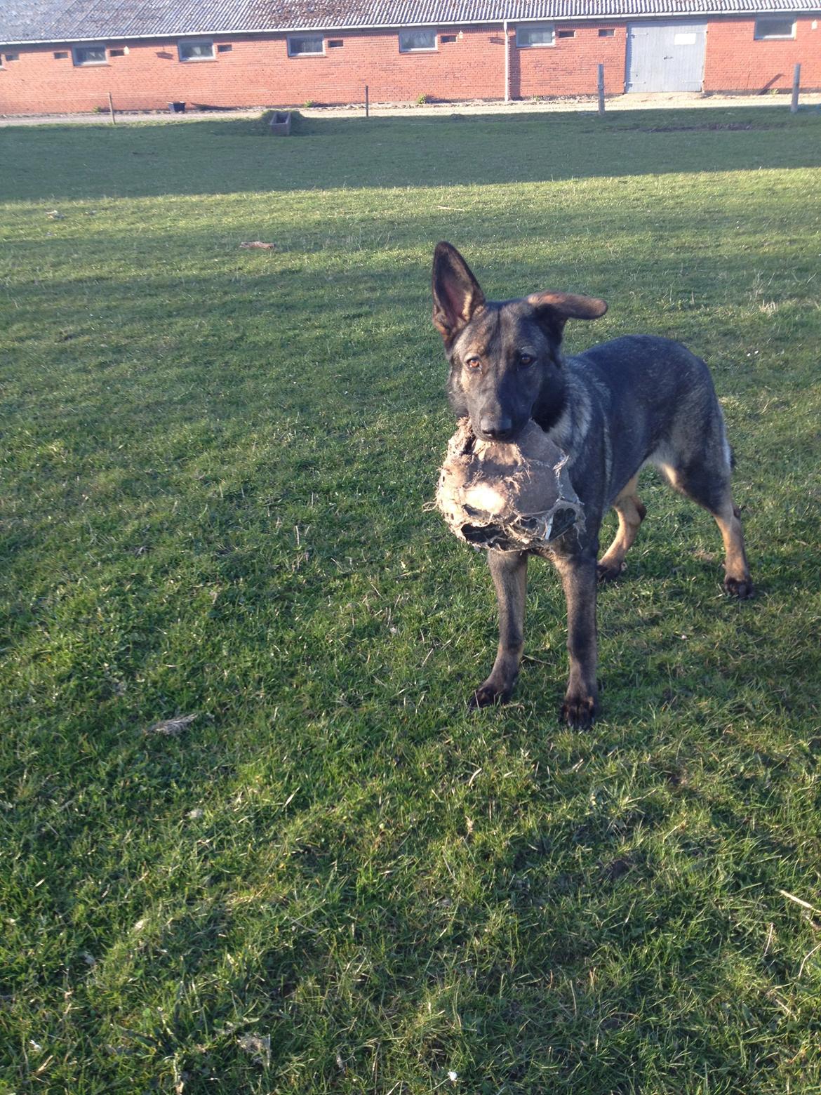 Schæferhund Jackie - Med en bold i munden  billede 4
