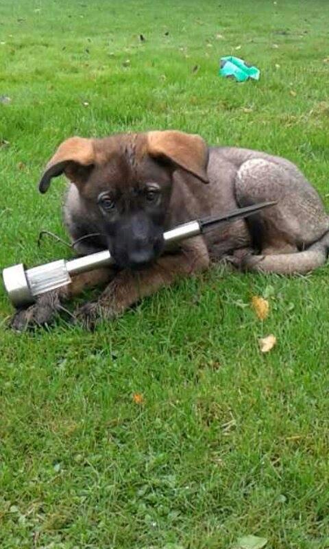 Schæferhund Jackie - med en lampe i munden  billede 2