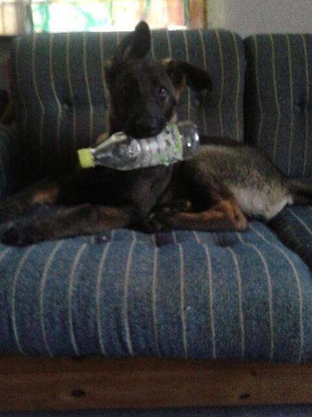 Schæferhund Jackie - Fandt lige en drikkedunk  billede 5