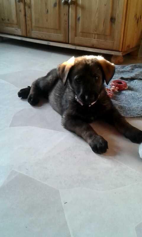 Schæferhund Jackie - Da vi fik hende hjem  billede 7