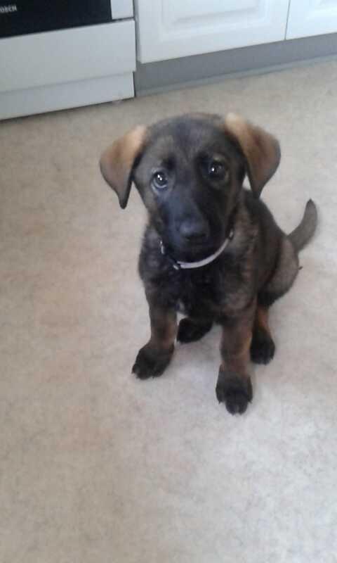 Schæferhund Jackie billede 8