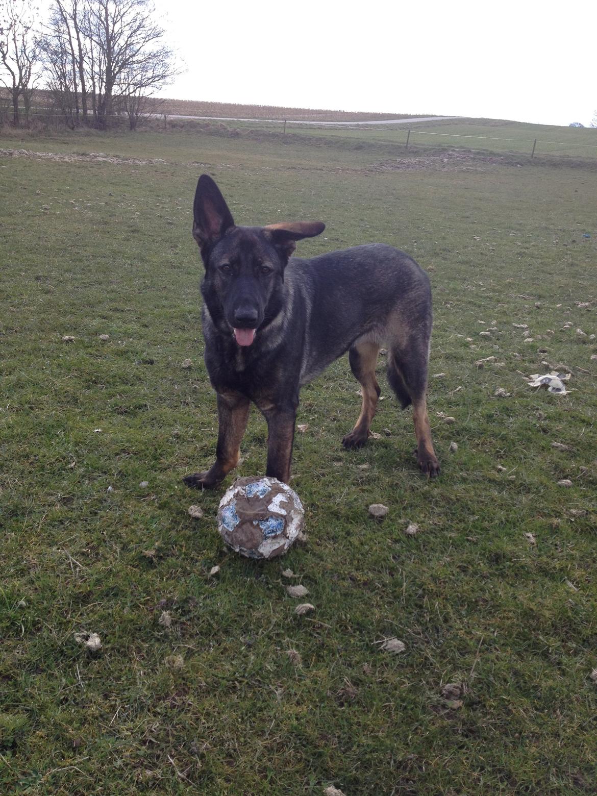 Schæferhund Jackie billede 9