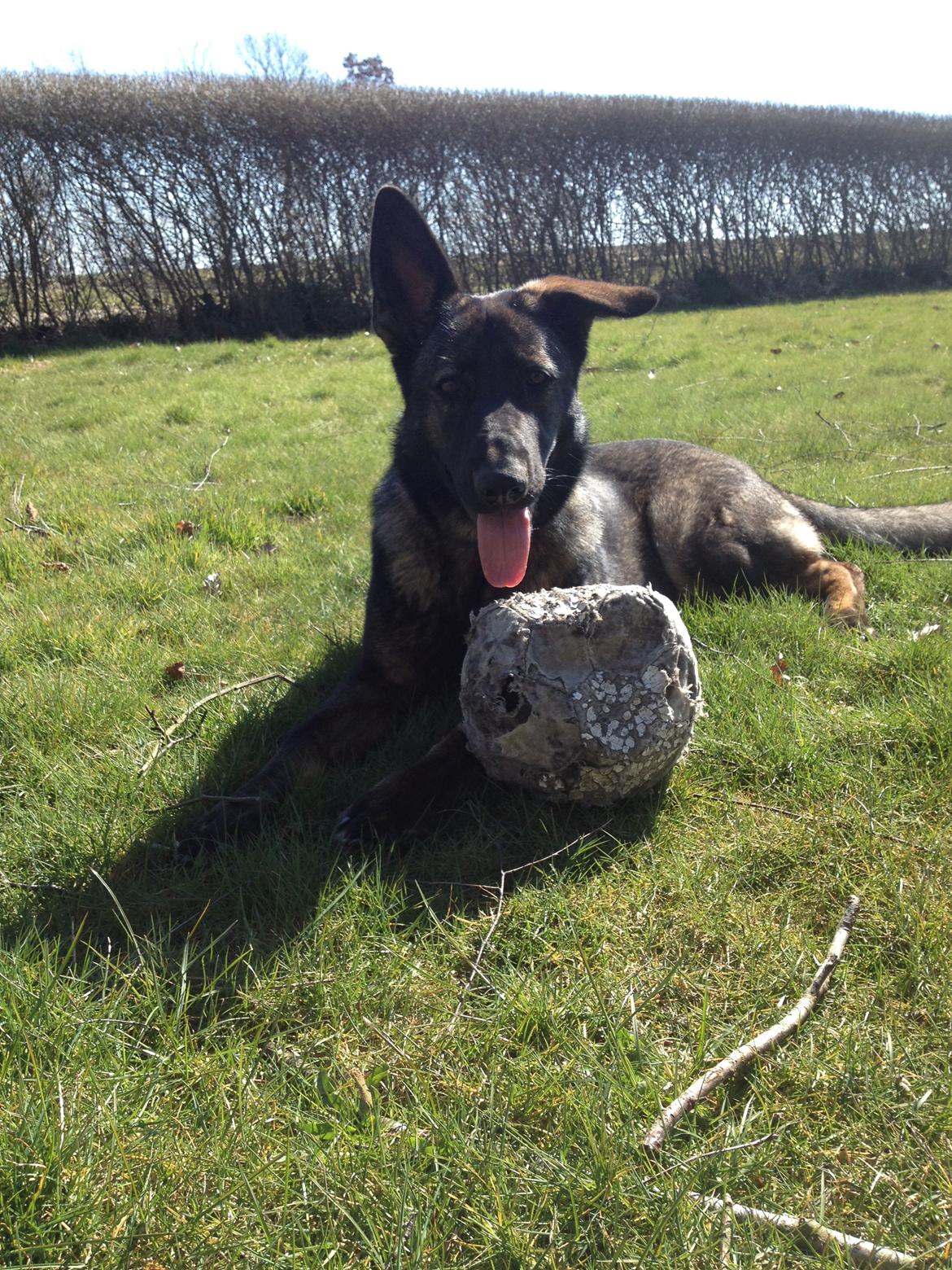 Schæferhund Jackie billede 10