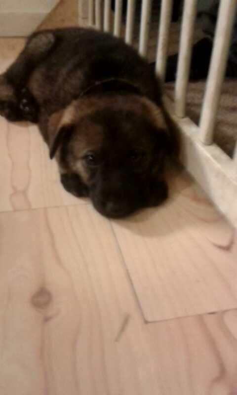 Schæferhund Jackie - Første gang jeg så hende billede 6