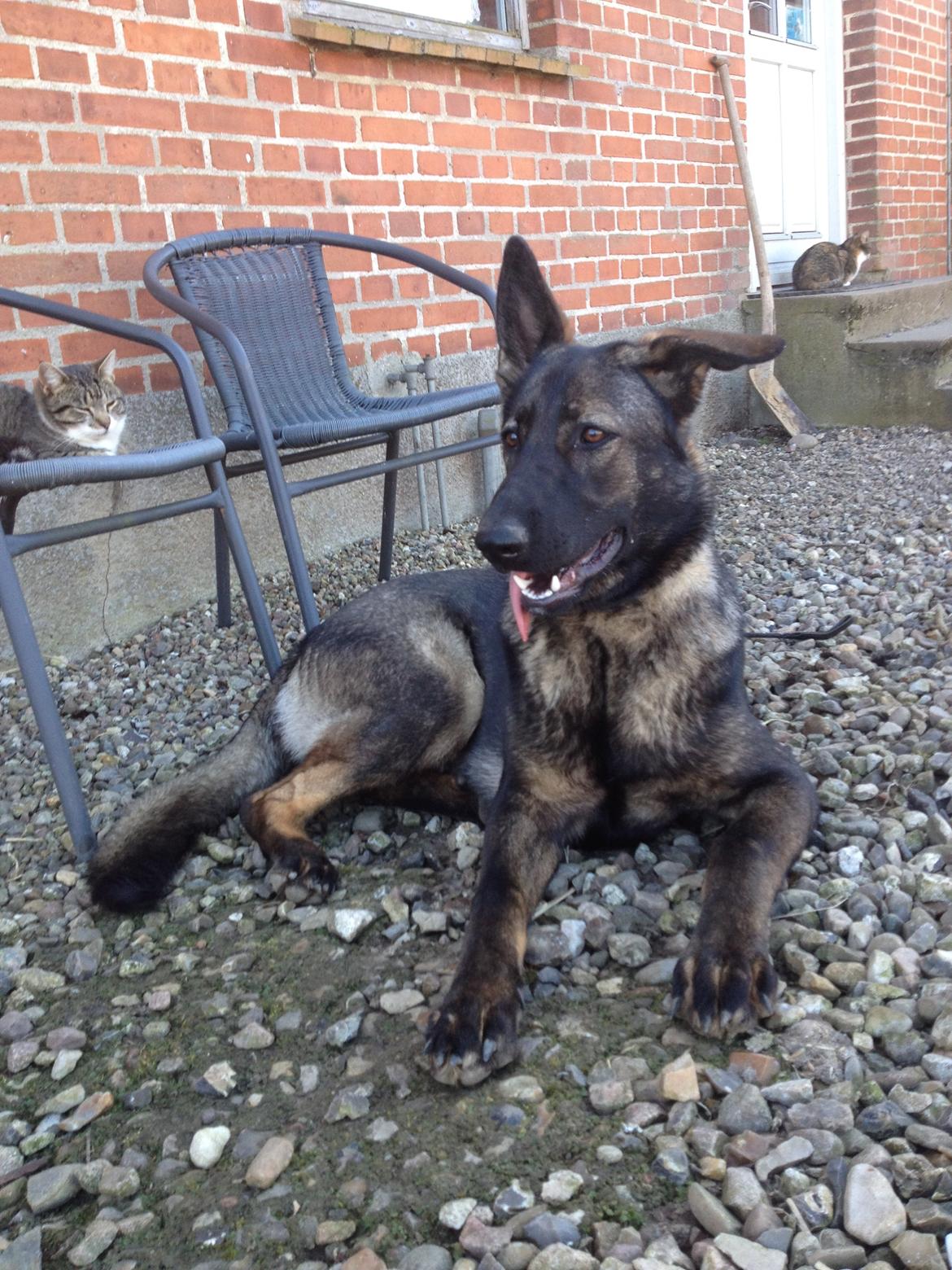 Schæferhund Jackie billede 11