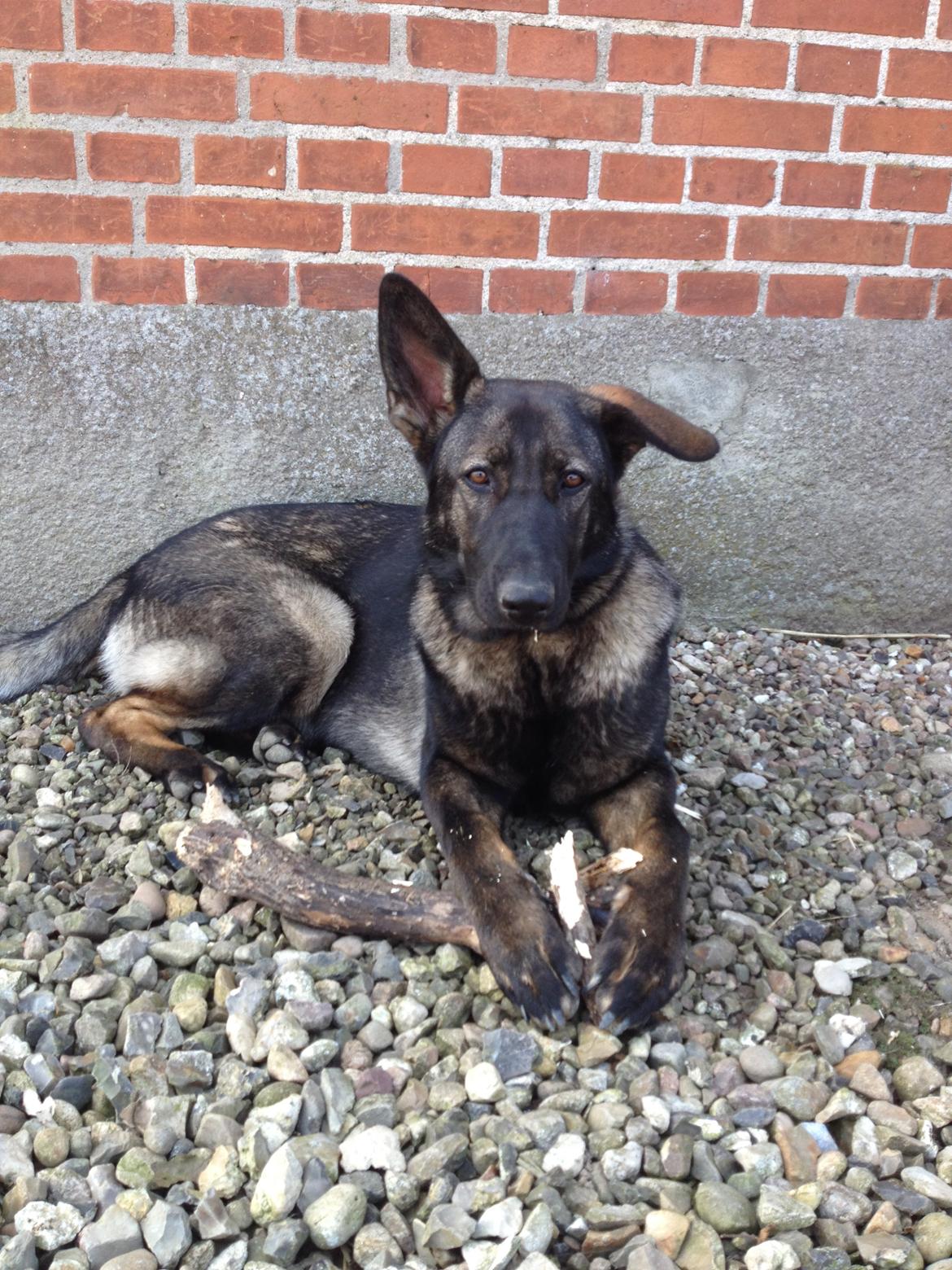 Schæferhund Jackie billede 12