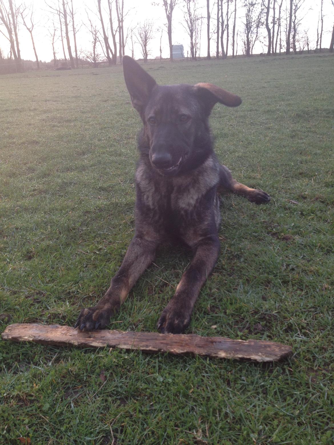 Schæferhund Jackie billede 13