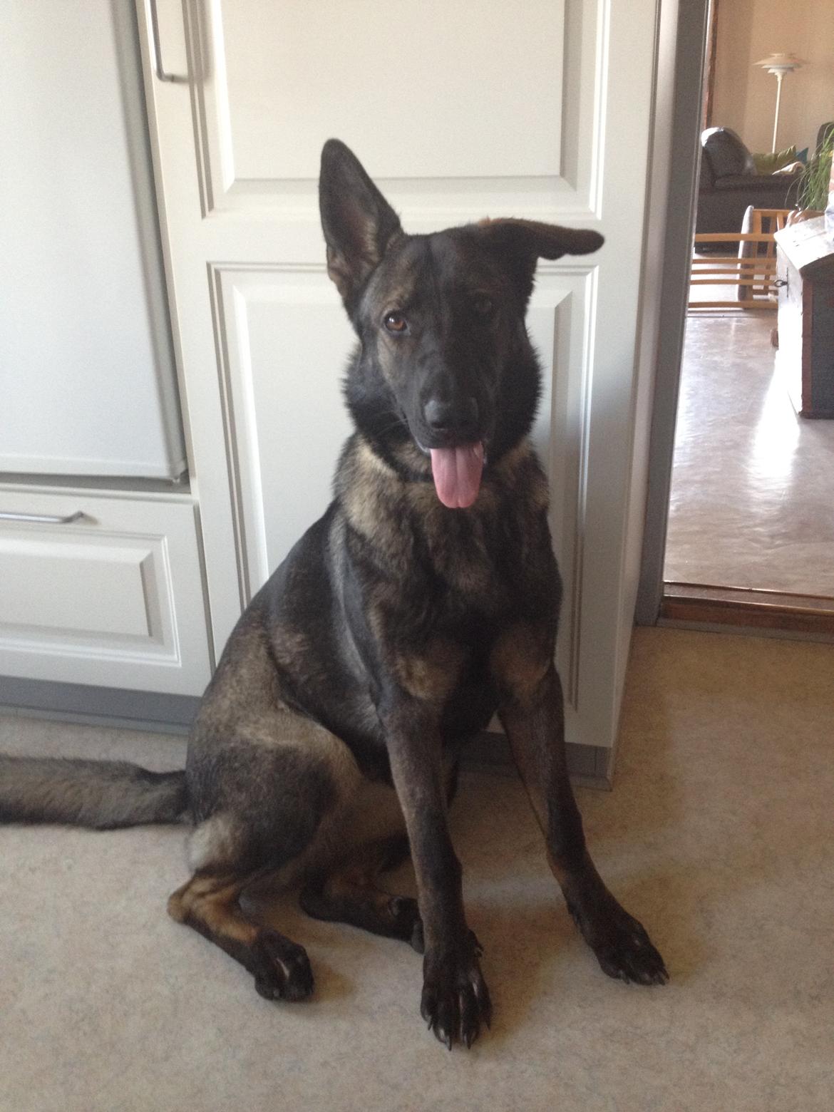 Schæferhund Jackie billede 14