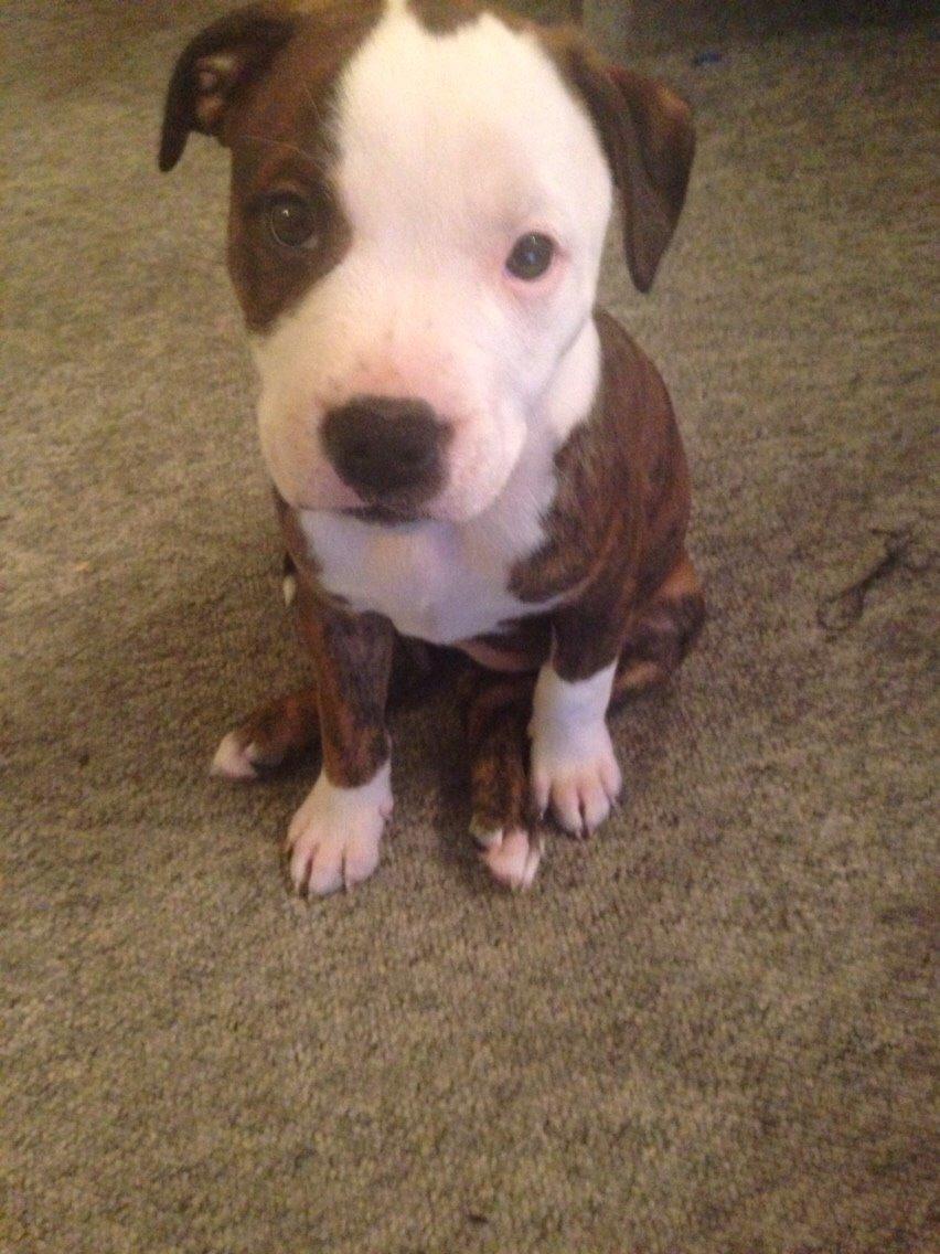 Staffordshire bull terrier Chika billede 14