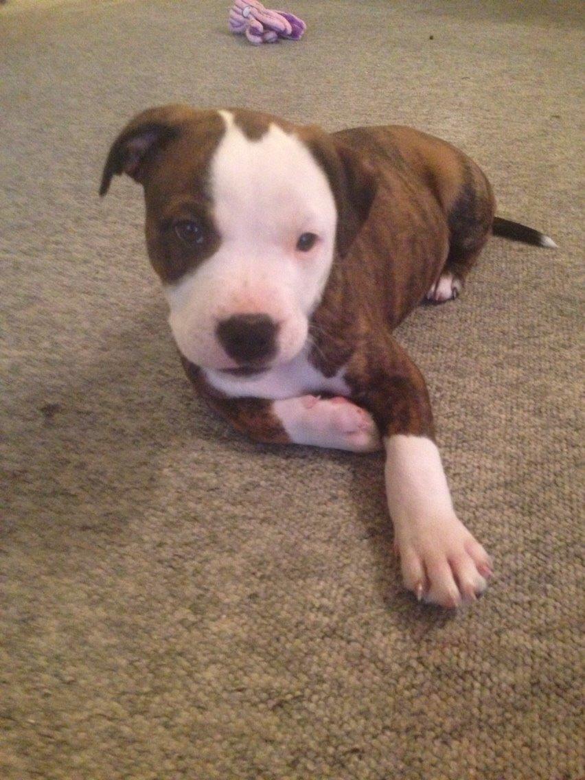 Staffordshire bull terrier Chika billede 16