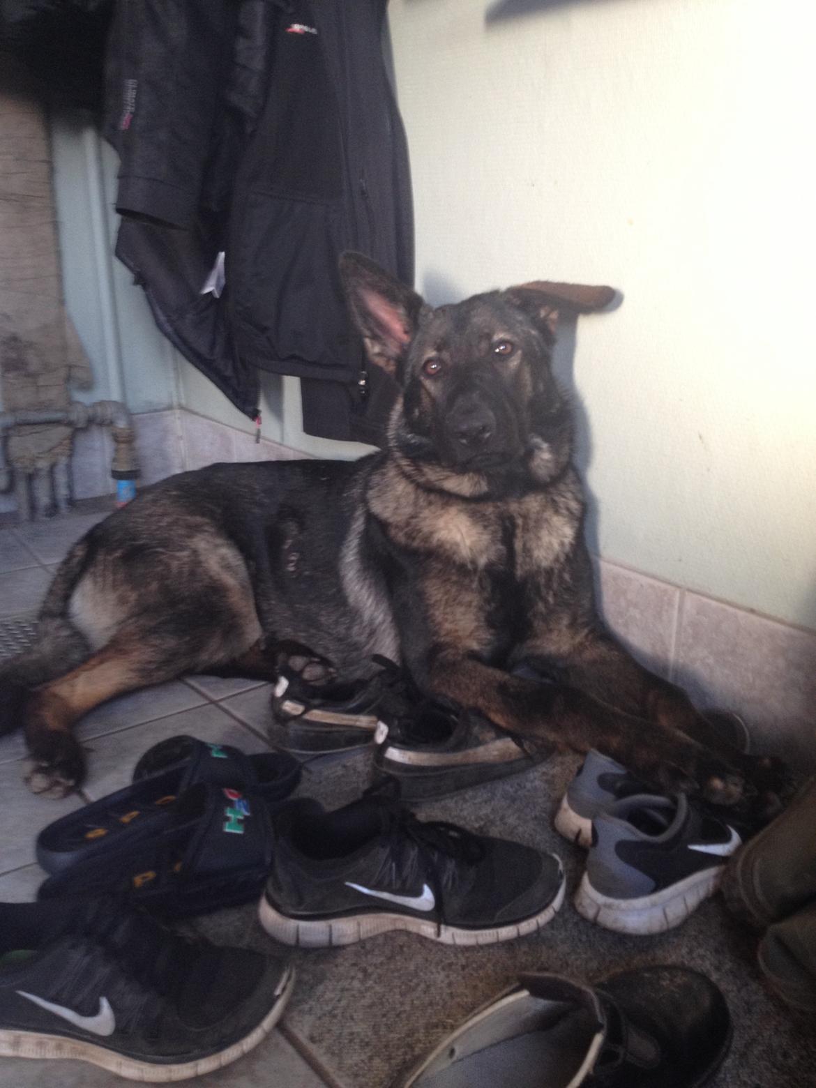 Schæferhund Jackie billede 15