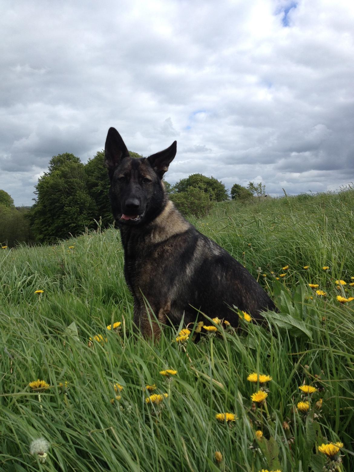 Schæferhund Jackie billede 16