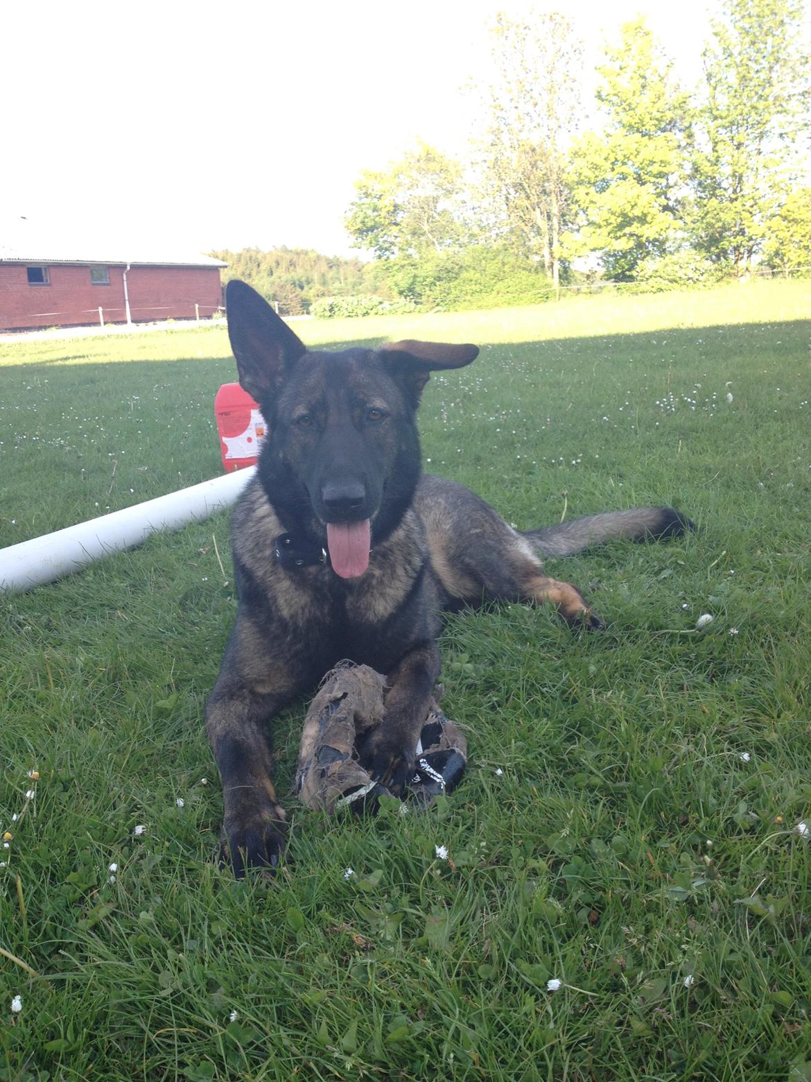 Schæferhund Jackie billede 18