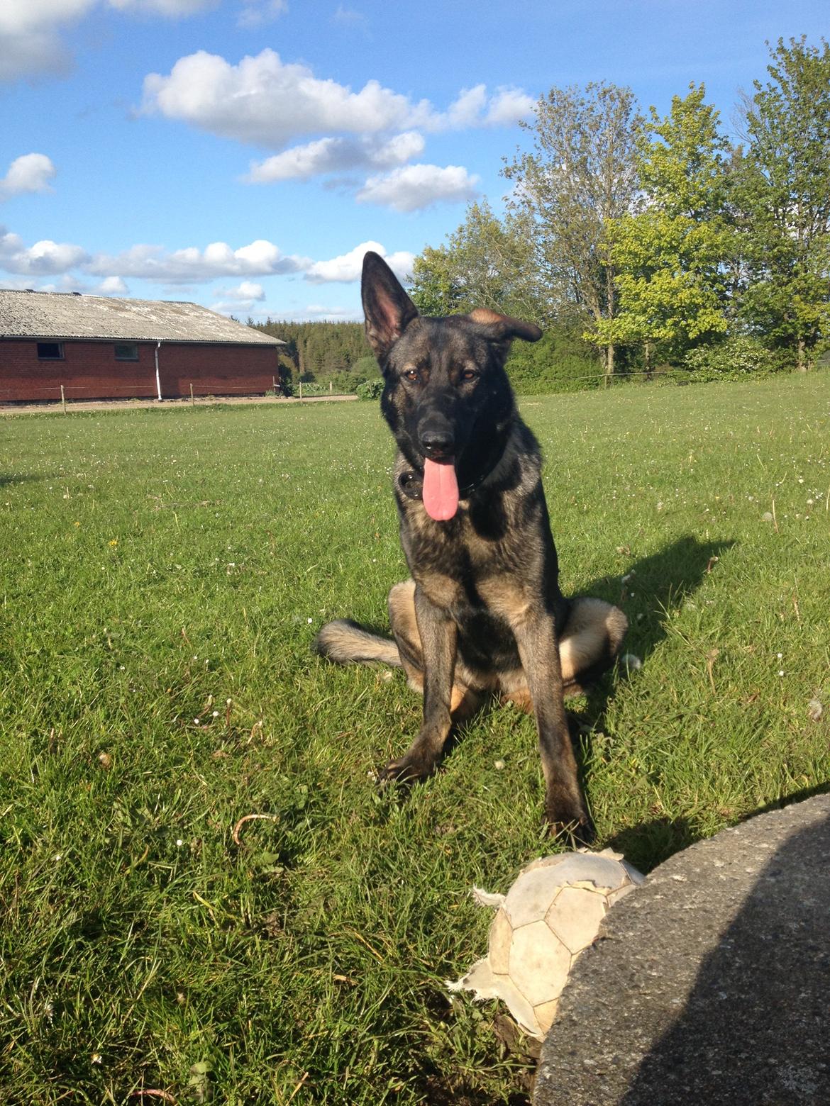 Schæferhund Jackie billede 17