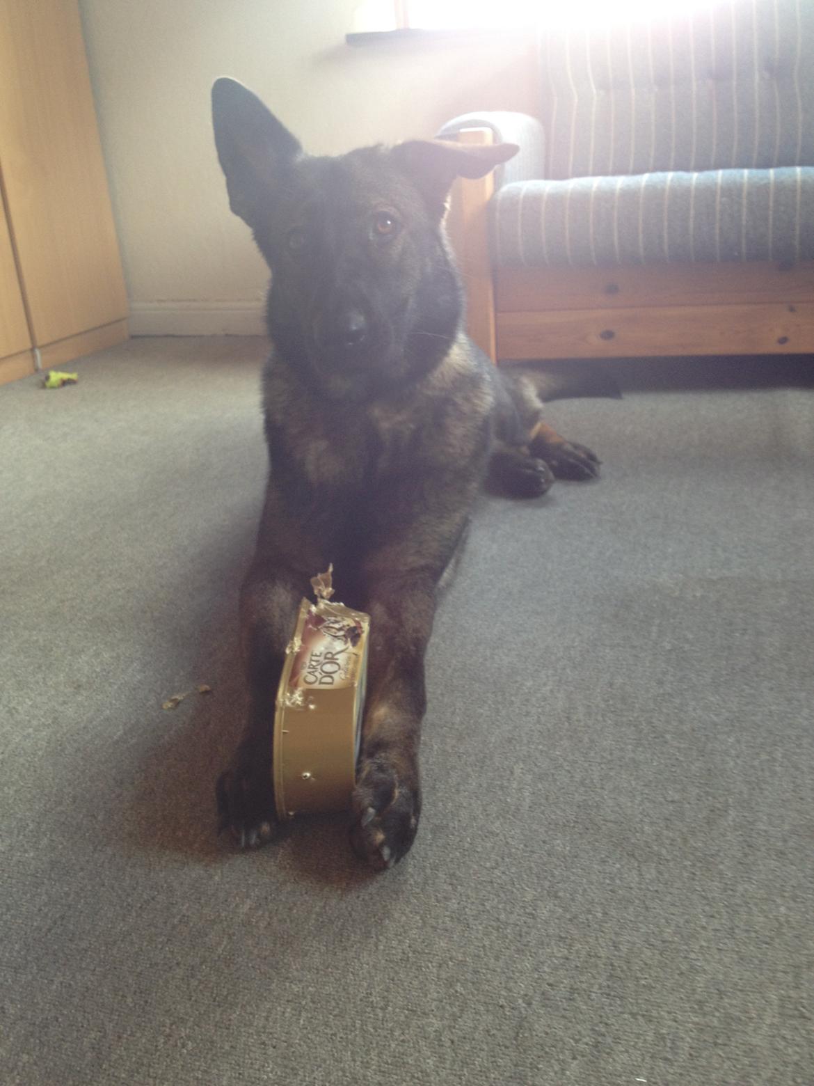 Schæferhund Jackie - Spiser is billede 19