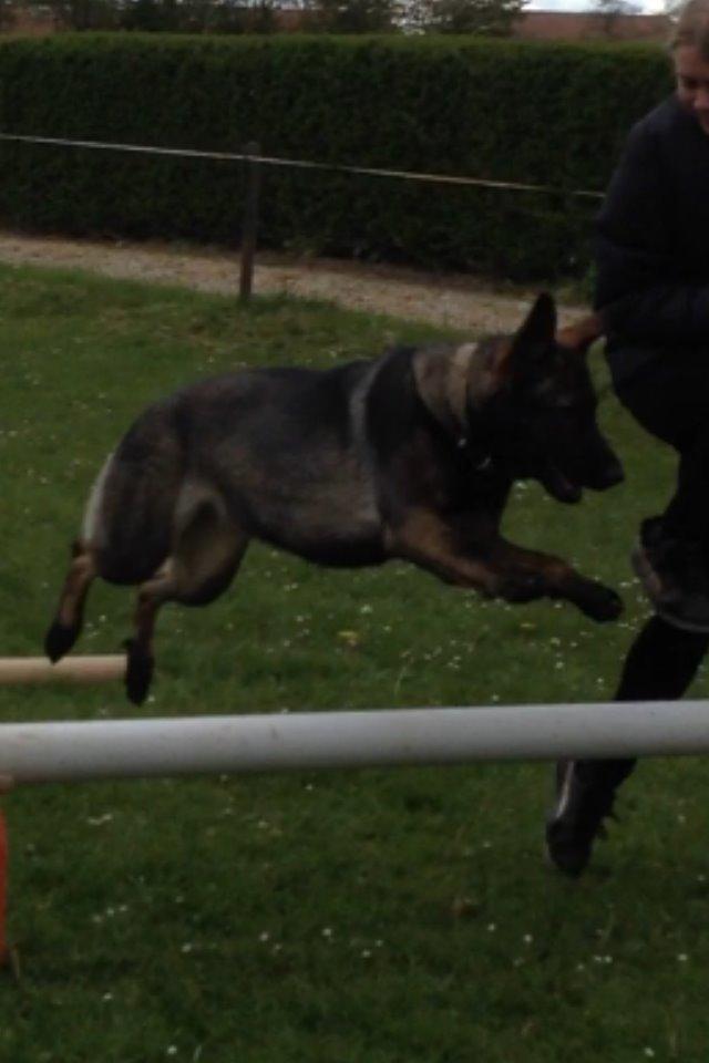 Schæferhund Jackie - Spring billede 20