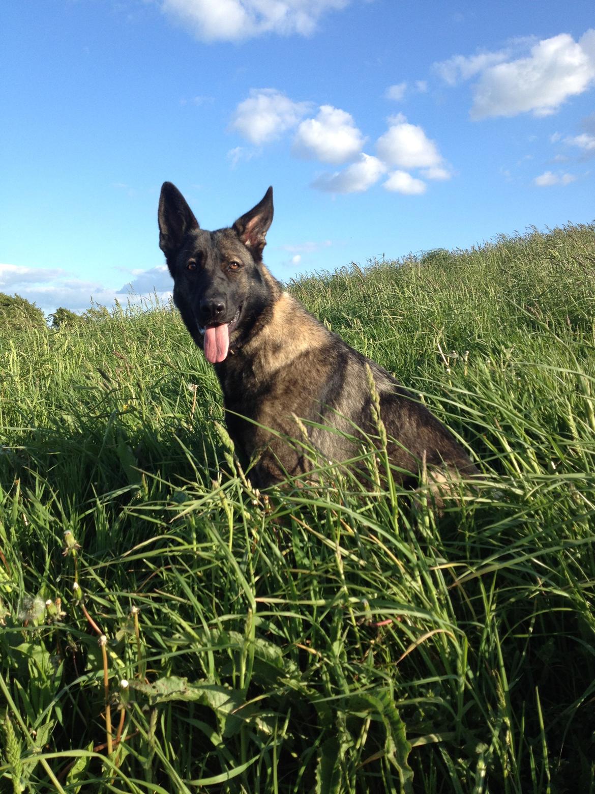 Schæferhund Jackie billede 22